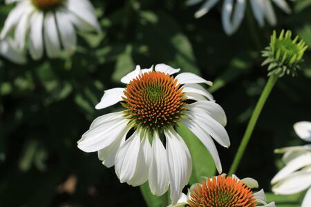Closeup of white Echinacea purpurea. Crop of herbs in summer sunny day on meadow. Medicinal plants .の写真素材