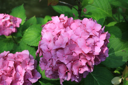 Pink blooming flowers of Hydrangea in the garden, summer season