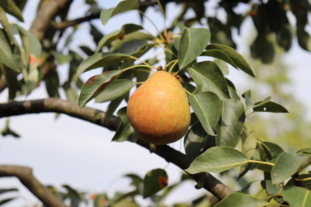 Ripe pears on tree branch in the organic garden. Close up view of Pears grow on pear tree branch with leaves under sunlight, selective focus on pears.の写真素材