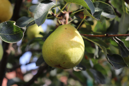 Ripe pears on tree branch in the organic garden. Close up view of Pears grow on pear tree branch...