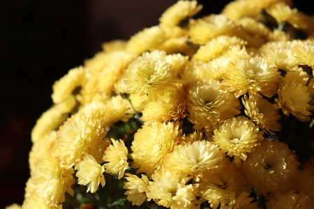 Beautiful yellow autumnal chrysanthemum as background pictureの写真素材
