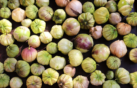 Home grown organic Tomatillos (Physalis ), ready to eat,growing in a vegetable garden. The makings of a great salsa.Healthy raw food ingredient.の写真素材