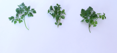 Closeup of different salad leaves on white background,chervil anthriscus ,chickweed stellaria media and parsley. Fresh mix of green leaves, ingredients for salad concept of diet and healthy food.の写真素材