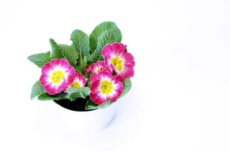 Spring flower primrose. Primula isolated on white background. Primula is a genus of herbaceous flowering plants . Macro. Copy space. Selective focus. Concept flowers.の写真素材