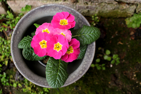 Primrose ,primula vulgaris, is an early spring flower. They have a high variety of colors and can be used both as a balcony plant and bedding plant. They are perennial and beautiful. Concept flowersの写真素材