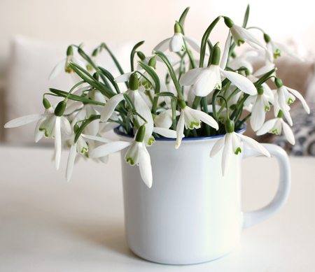 Snowdrops in a cup. Beautiful snowdrop. The first sign of spring. The snow-white flowers in the shape of a bell. Spring flowers.Blurred background.の写真素材