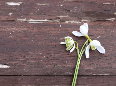 Spring flowers snowdrop, Galanthus on a wood background. Beautiful snowdrop. The first sign of spring. The snow-white flowers in the shape of a bell,spring flowers.の写真素材