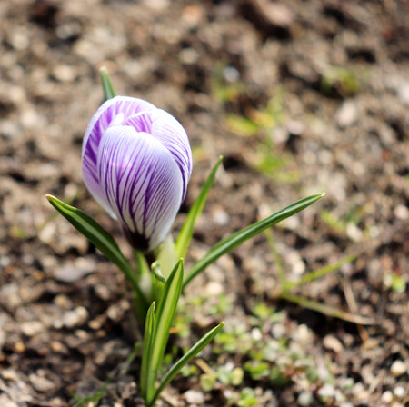Primroses flowering crocus. One of the very first flowers to spring. The warm rays of spring.Blurred...