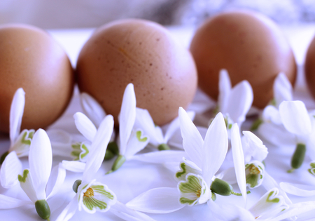 Welcome Spring Happy Easter Snowdrops and eggs on the white background. Concept for Easter. Blurred background.の写真素材