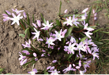 Flowers of the Scilla blooming in April. Bright spring flower of Scilla closeup in a spring garden,...