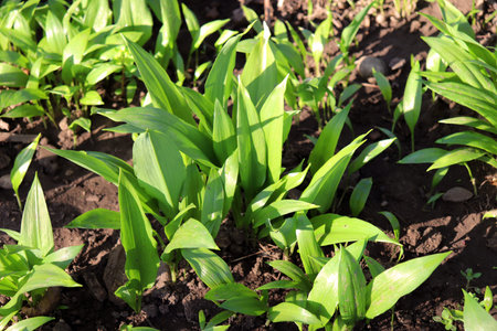 Young leaves of Allium ursinum in spring. Bear garlic has great healing abilities and contains many...