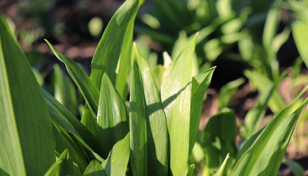 Young leaves of Allium ursinum in spring. Bear garlic has great healing abilities and contains many...