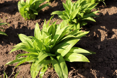 Young leaves of Allium ursinum in spring. Bear garlic has great healing abilities and contains many...