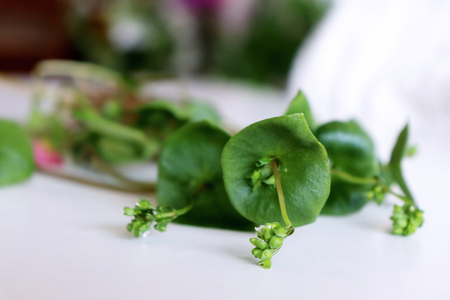 Fresh organic Purslane Claytonia perfoliata on white background . You can use them in fresh vegetable salads,food concept.の写真素材