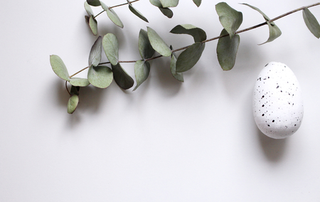 Eucalyptus leaves and egg on a white background,flat bed, top view.の写真素材