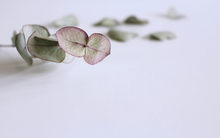 Frame, border made of eucalyptus leaves and branches on white background. Floral composition. Feminine styled stock flat lay image, top view. Copy space.の写真素材