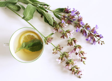 Sage tea and sage leaves. Infusion made from sage leaves. Medicinal herb Salvia officinalis. The...