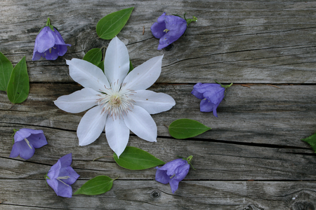 Blue campanula persicifolia and white flower clematis on wood background. Campanula is a flowering plant. . Flat lay, top view.Empty space for your text.の写真素材