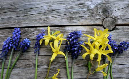 Different kinds of colorful flowers in line on rustic wooden background. Top view and border design, flower of spring or summer background.Empty space for your text.の写真素材