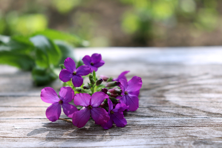 Beautiful spring flower with bright pink - purple flowers Lunaria annua on wood background. Flat lay, top view.Empty space for your text.の写真素材