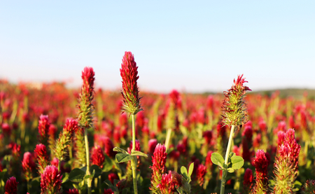 Field of flowering crimson clovers in spring landscape. Trifolium incarnatum. Beautiful red color. Idyllic view, hills, forest on the horizon. Blue sky, clouds,full depth of field.の写真素材