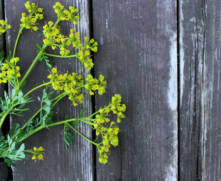Common rue Ruta graveolens - flowering plant isolated on weathered wooden boards. Ruta grown as an ornamental plant and herb. It is also cultivated as a medicinal herb, as a condiment.の写真素材