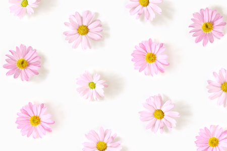 Pattern from pink daisy flowers isolated on white background, flat lay, top view. The concept of spring.の写真素材