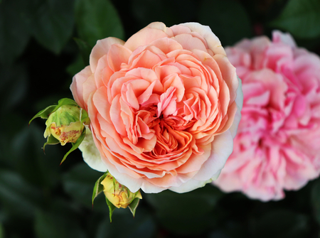 Closeup beautiful rose Chippendale ,photographed in the organic garden with blurred foliage.Nature and rose concept.の写真素材