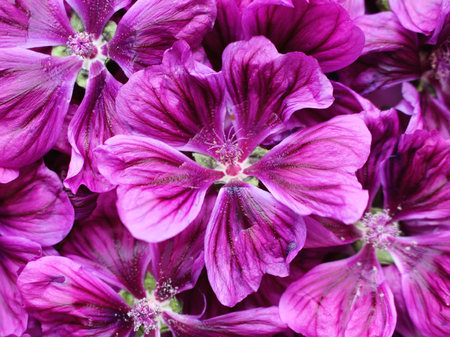 Malva mauritiana isolated on white background. Medicinal herb. The concept of healthy nutrition.Malva mauritiana have been used as pharmaceuticals since ancient times.の写真素材