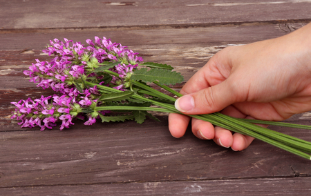 Betonica officinalis,purple betony in girl hand. View from above. Spring flowers. Vacation and relaxation. Copy Space,the concept of the Remembrance days.の写真素材