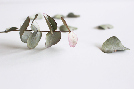 Eucalyptus leaves on a white background,flat bed, top view.の写真素材