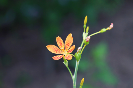 Little flower of leopard lily , Iris domestica ,with in a green background and beautiful orange colors in summer. Cures pain in the neck, cough and urinary tract infections, medicinal plant.の写真素材