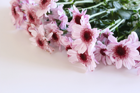 Closeup of Chrysanthemum with copy space with a blurred background,free place for textの写真素材