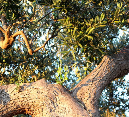 Ripe olives on olive tree branch close up,harvesting in Mediterranean groves.の写真素材