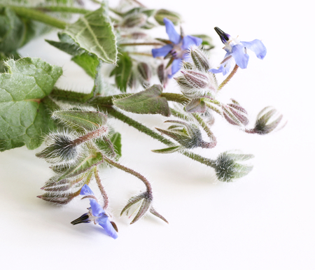 Beautiful medicinal herb with edible blue flowers. Borago officinalis. Isolated on white background,borago officinalis, also known as a starflower, is an annual herb in the flowering plant.の写真素材