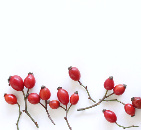 Rose hip berries isolated on white background. Flat lay pattern. Top view.の写真素材
