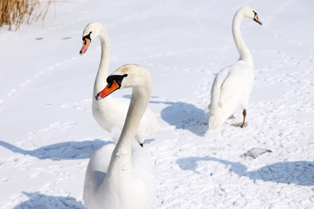 Snow-white swans swimming and walking in the half frozen water or river covered with snow and ice in winter.Winter concept.の写真素材