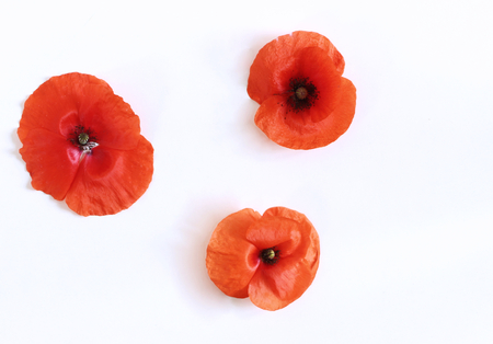 Red poppy flowers isolated on white background. Nature background with copy space.Empty space for your text.の写真素材