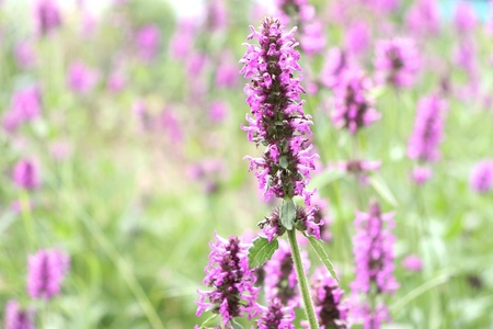 Summer landscape with wildflowers at sunset. Blooming Betonica officinalis. Medicinal plants, herbs in the garden,blurred background.の写真素材