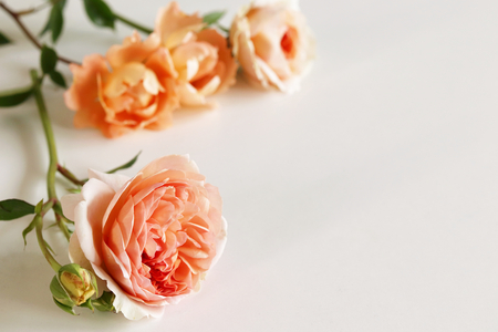 Beautiful fresh rose isolated on white background. Gentle romantic background. Top view, flat lay. Flowers, spring, summer concept. Romance and love card concept. Empty space for your text.の写真素材