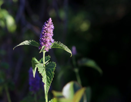 .Agastache rugosa is a medicinal and ornamental plant. Commonly known as Korean Mint. Herbs in the...