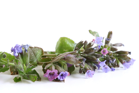 A beautiful spring bouquet, Pulmonaria officinalis , common names lungwort, common lungwort, Marys tears or Our Ladys milk drops, on a wooden white background .Edible ,healthy .の写真素材