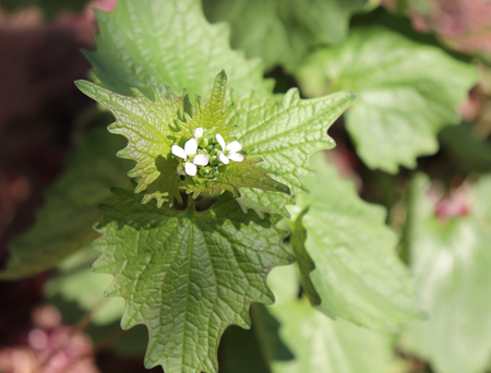 Garlic mustard ,Alliaria petiolata in flower with a background of leaves of the same .Other common names include garlic mustard,garlic root, hedge garlic, penny hedge and poor mans mustard plant.の写真素材