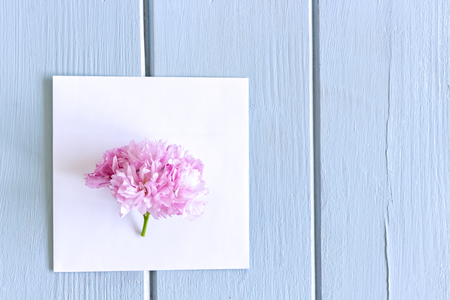 Pink sakura flower blossom on blue rustic wooden table, Cherry blossom flowers on vintage background with place for text.の写真素材