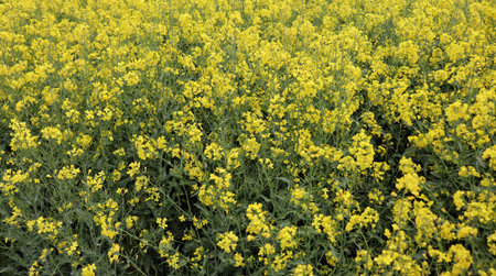Beautiful yellow oil seed rape, Brassica napus flowers. Golden blossoming field in sunny day. Rural...