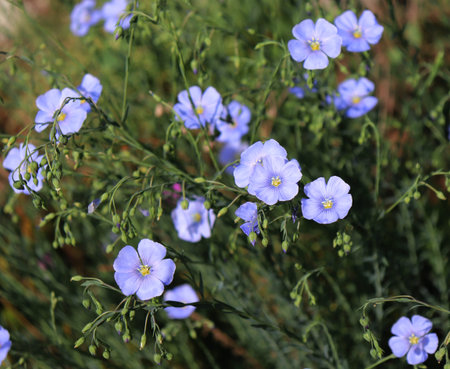 A field of blue flax blossoms at spring shallow depth of field. Flower background.