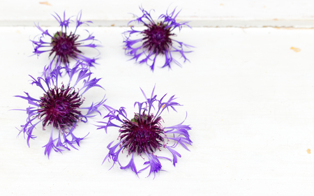 Blue cornflowers flower on white rustic wooden boards. Copy space. Mothers, Valentines, Womens, Wedding Day concept. Holiday background. A blossom with interesting outermost ray florets.の写真素材