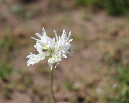 Allium zebdanense. Wild ornamental onion ,white flowers.It is a bulb-forming perennial with an umbel of cream colored flowers.の写真素材