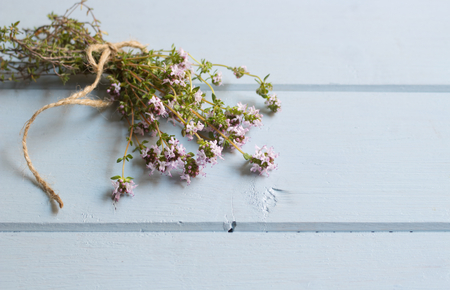 Thyme vulgaris isolated on blue background. Thymus vulgaris is a species of flowering plant, thyme is any of several species of culinary and medicinal herbs.の写真素材