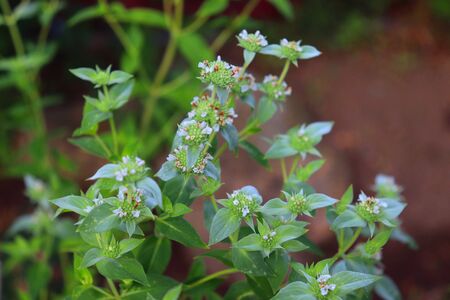 American Mint is an ornamental plant originally from the United States. The plant is characterized by green leaves, white flowers. Mint tea is used to treat colds.の写真素材
